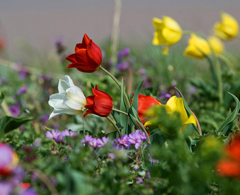 Дикие тюльпаны в Опукском природном заповеднике